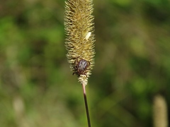 Dermacentor marginatus