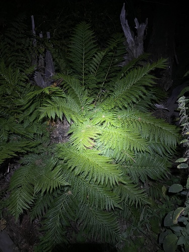 iNaturalist observation photo of giant chain fern