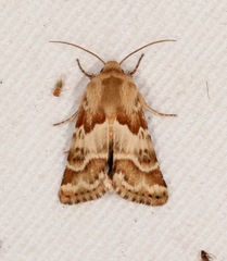 Schinia errans