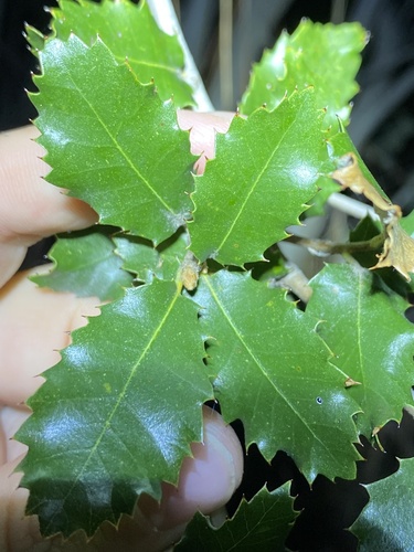iNaturalist observation photo of canyon live oak