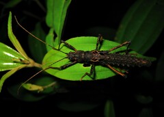 Ornatomorpha laciniatum