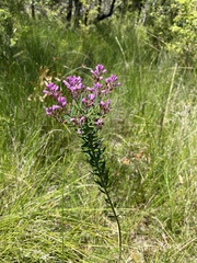 Comesperma