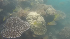 Lutjanus fulviflamma