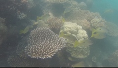 Lutjanus fulviflamma