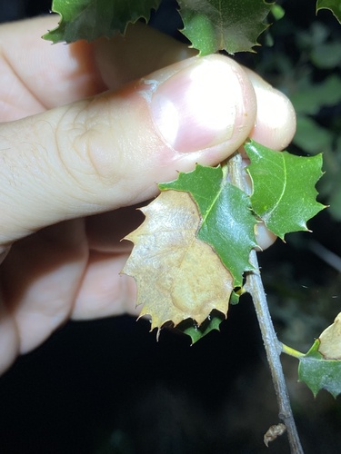 iNaturalist observation photo of beech anthracnose