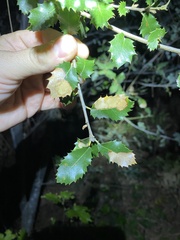 Apiognomonia errabunda