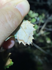 Apiognomonia errabunda