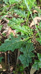 Solanum prinophyllum