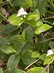 Tradescantia fluminensis