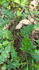 Solanum prinophyllum