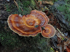 Microporus