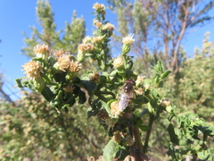 Copestylum marginatum