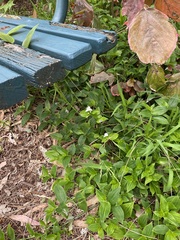 Tradescantia fluminensis