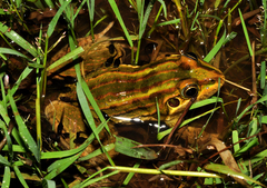 Argus Frog photo 2
