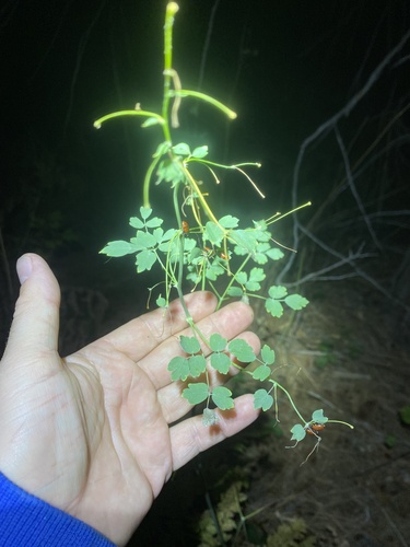 iNaturalist observation photo of Fendler's Meadow-rue