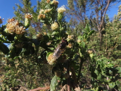 Copestylum marginatum