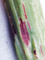 Puccinia purpurea