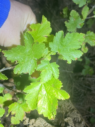 iNaturalist observation photo of mountain pink currant