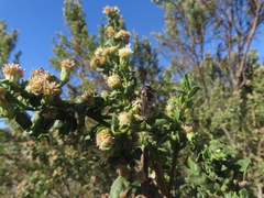 Copestylum marginatum