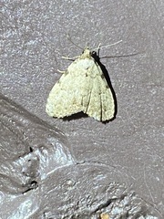 Dyspyralis puncticosta