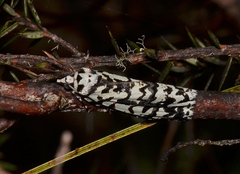 Archephanes zalosema
