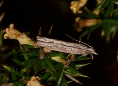 Hermenias rivulifera