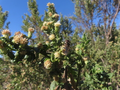 Copestylum marginatum