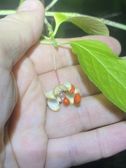 Euonymus occidentalis