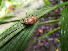 Cicadinae