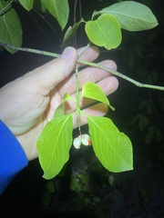 Euonymus occidentalis
