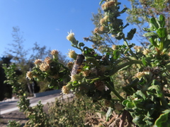 Copestylum marginatum