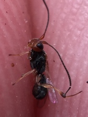 Ascogaster