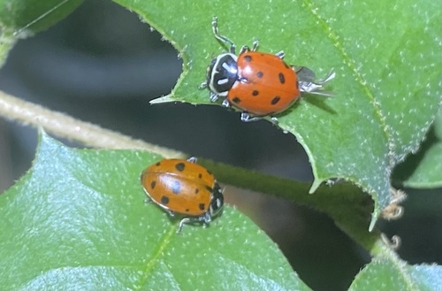 iNaturalist observation photo of Convergent Lady Beetle