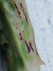 Puccinia purpurea