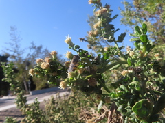 Copestylum marginatum