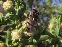 Copestylum marginatum