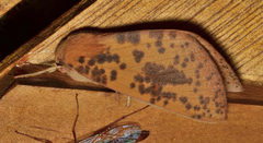 Plesanemma altafucata