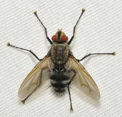 Microphthalma disjuncta