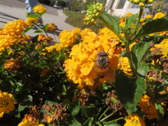 Copestylum haagii