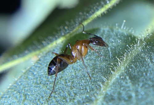 iNaturalist observation photo of Tanaemyrmex