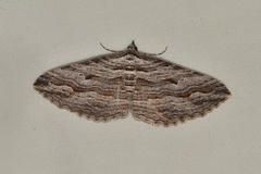 Chrysolarentia severata