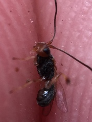 Ascogaster