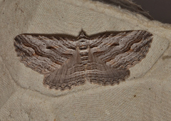 Chrysolarentia severata
