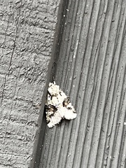Lacinipolia implicata