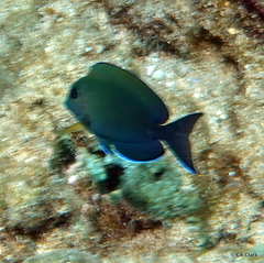 Acanthurus