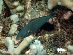 Stethojulis balteata