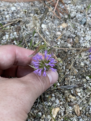 iNaturalist observation photo of Brewer's Monardella
