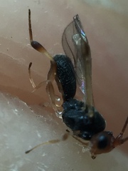 Ascogaster