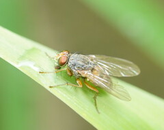Calyptratae