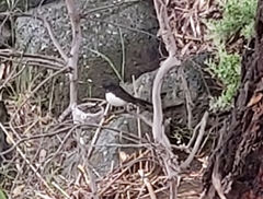 Rhipidura leucophrys